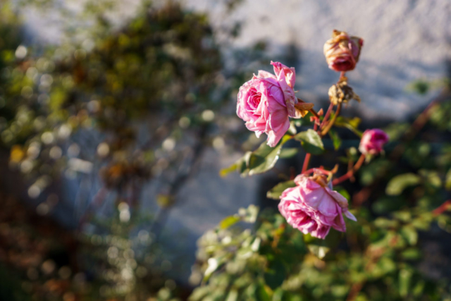 18mm F1.8